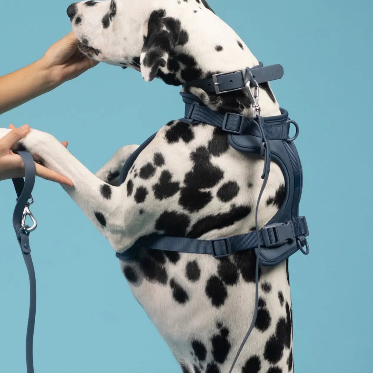 Sele til hund - mørk blå - Dyrekompaniet