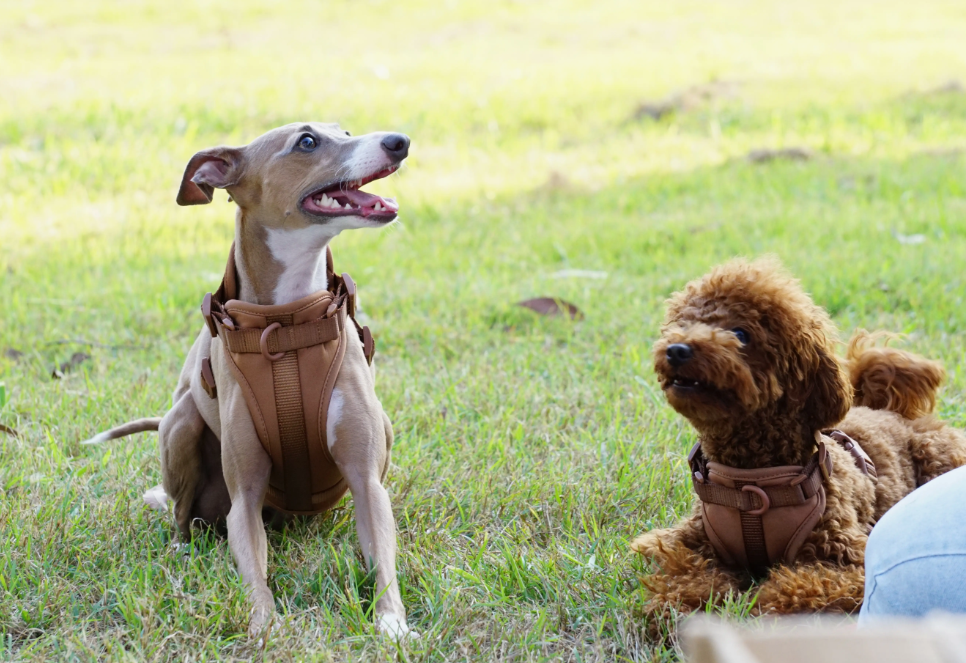 Sele til hund - brun - Dyrekompaniet