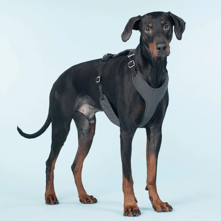 Seler til hund - Dyrekompaniet