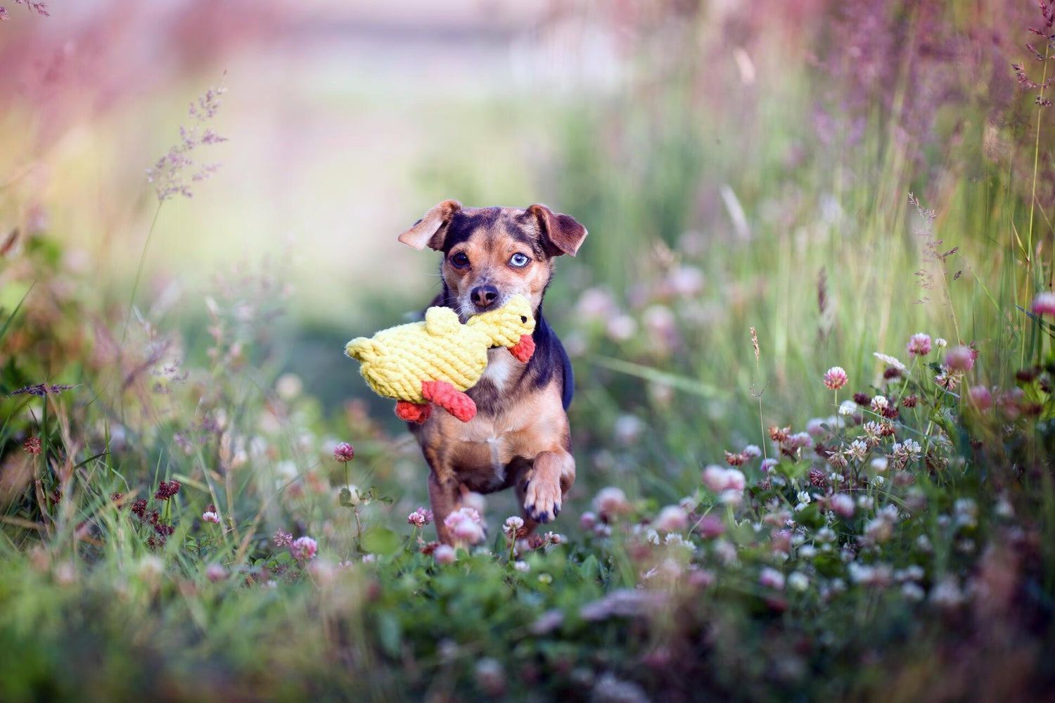 LEKER - Dyrekompaniet