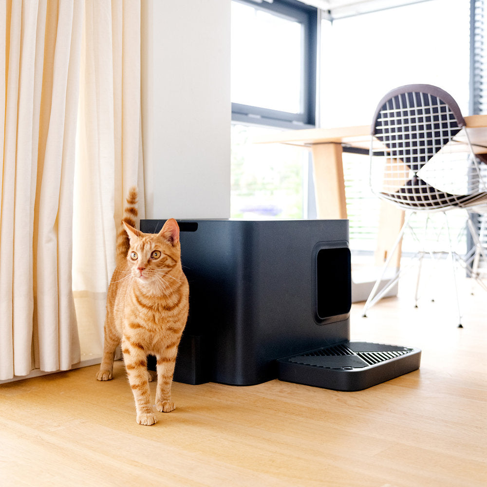 Kattedoen passer inn i alle hjem - Dyrekompaniet