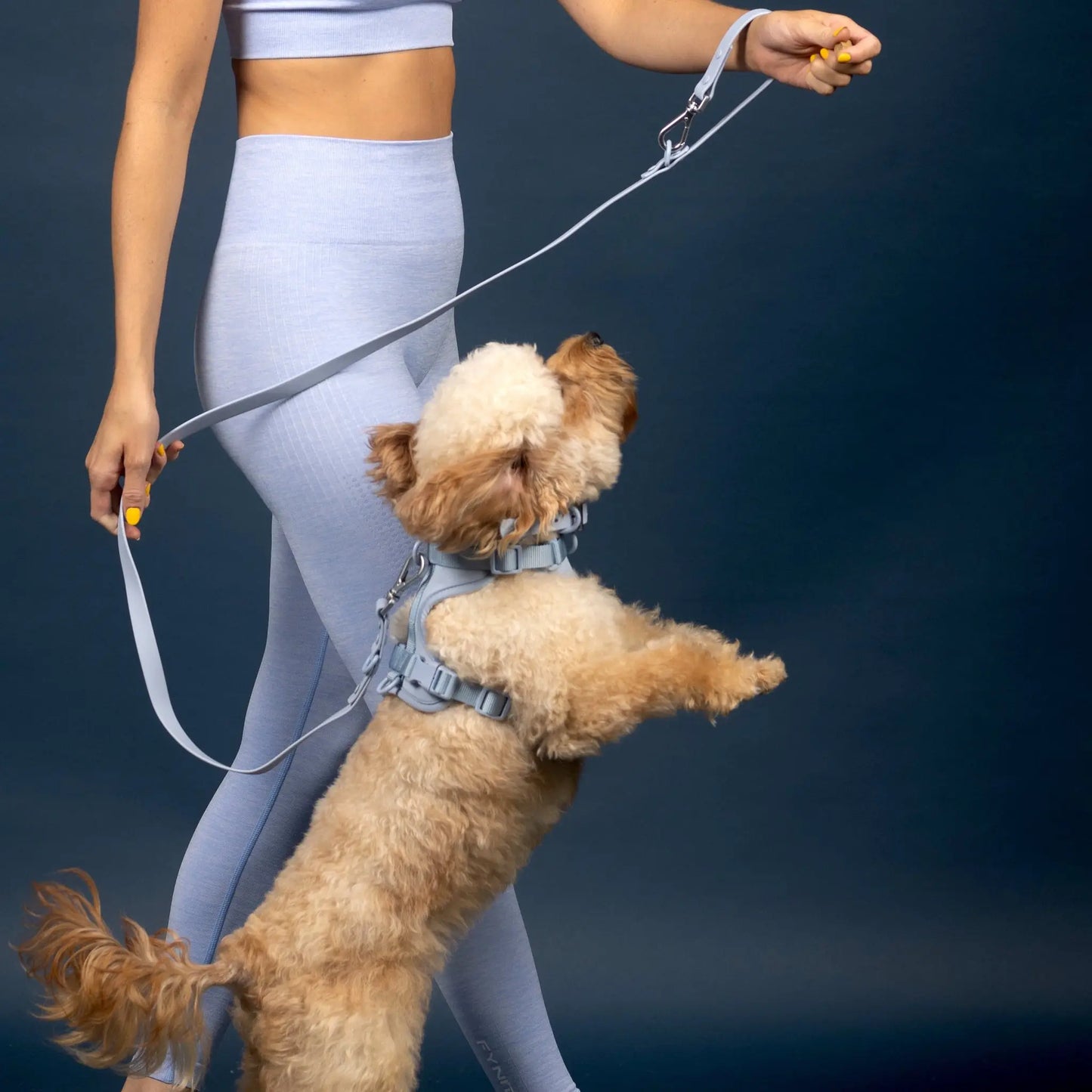 Hundebånd - Lyse blått - Dyrekompaniet