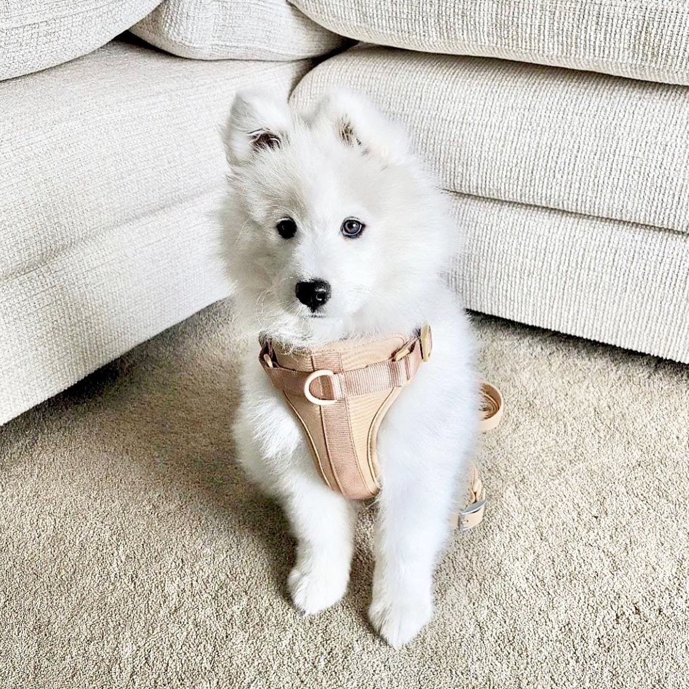 Sele til hund  - beige - Dyrekompaniet