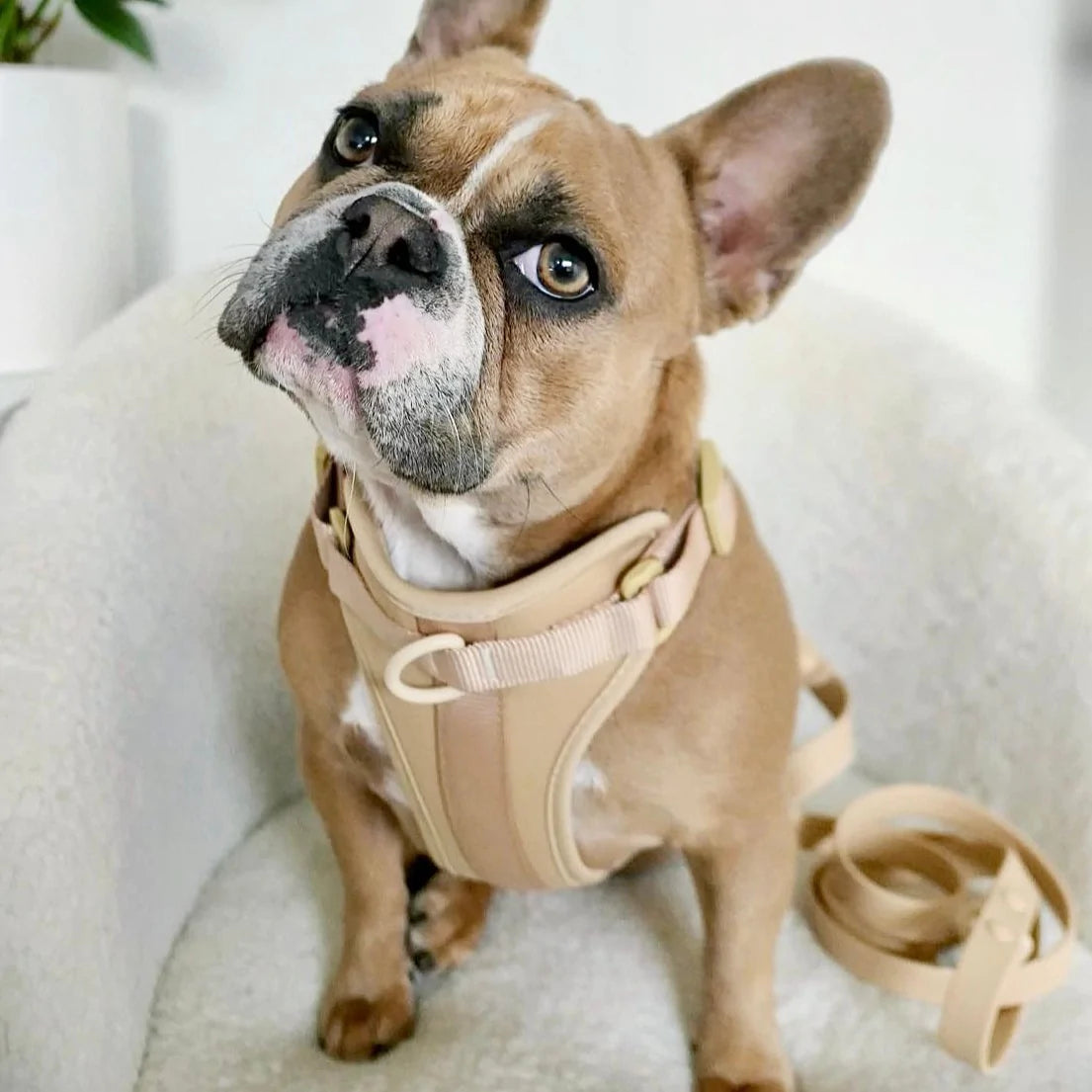 Sele til hund  - beige - Dyrekompaniet