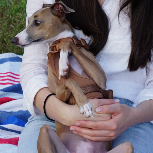 Sele til hund  - brun - Dyrekompaniet