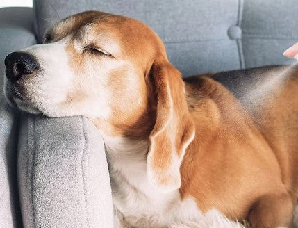 hundepelsen lukter godt  - Dyrekompaniet