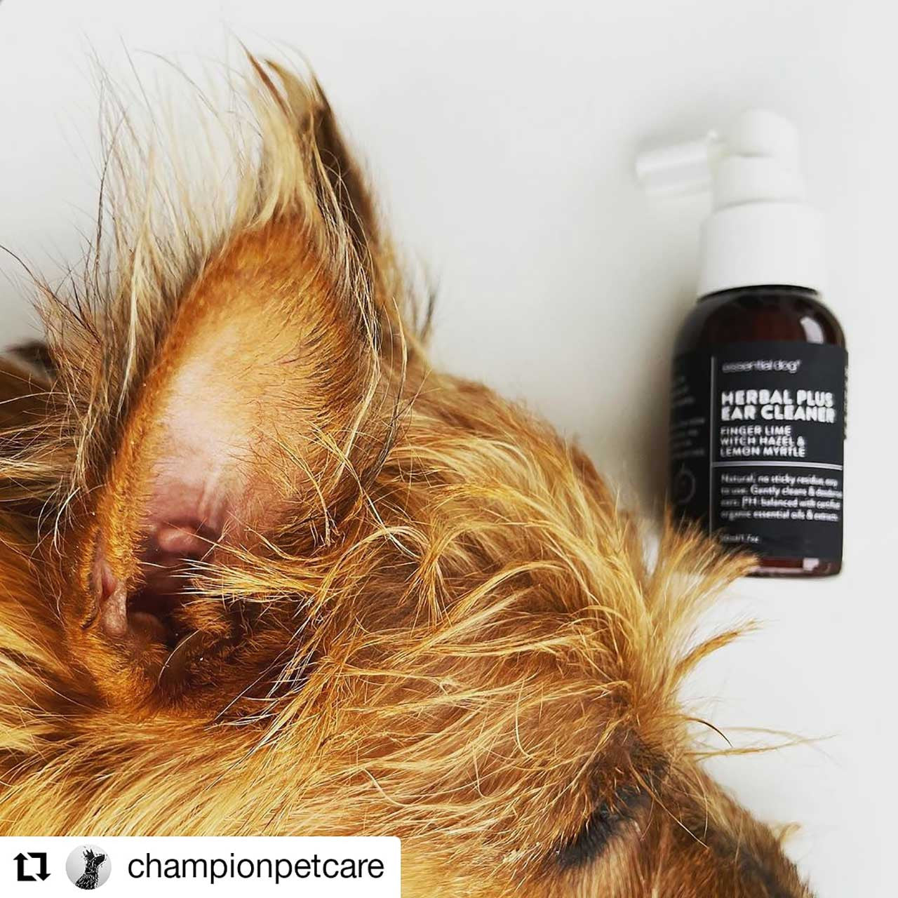 hundespray til øre - Dyrekompaniet