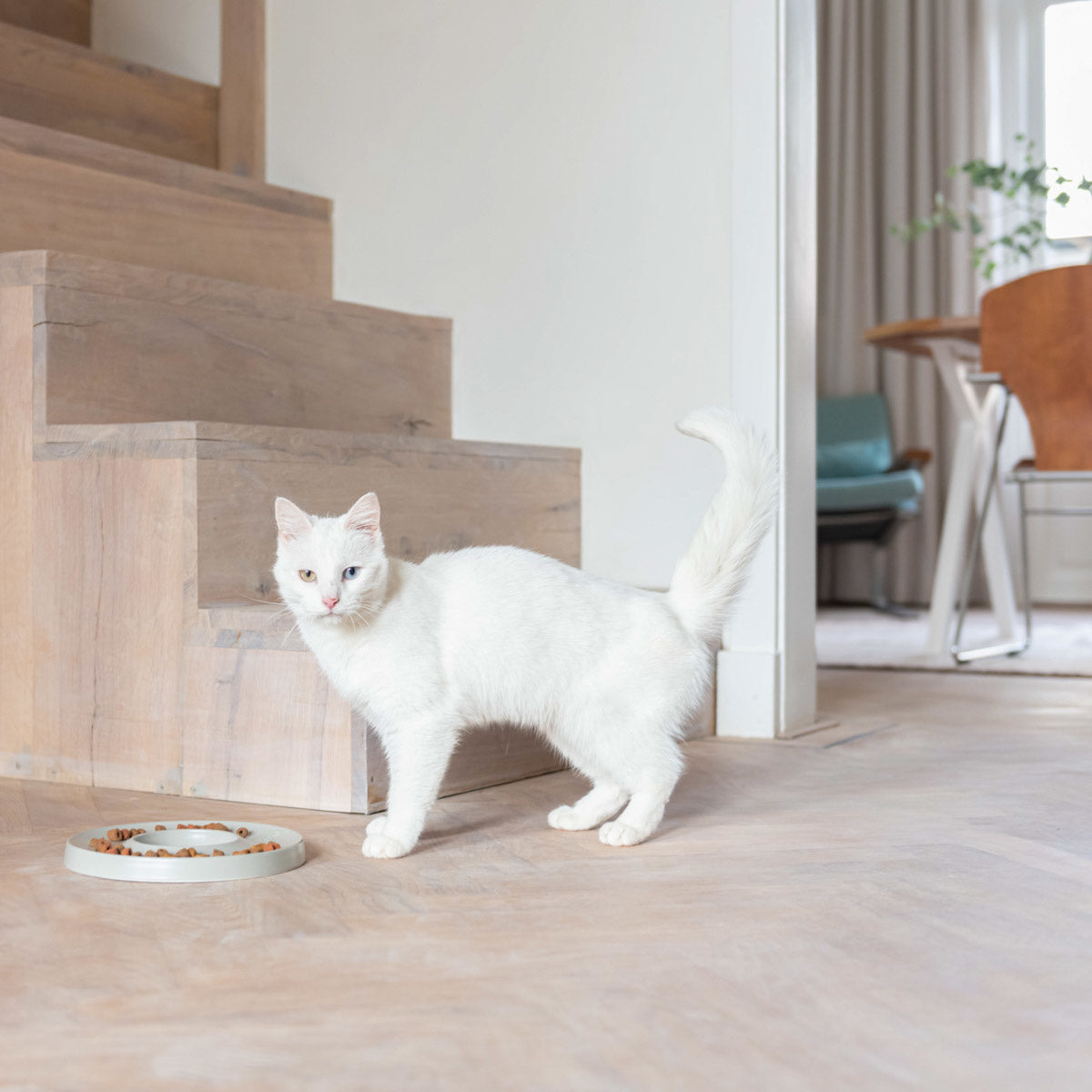 Lekker slowfeed ring til katt