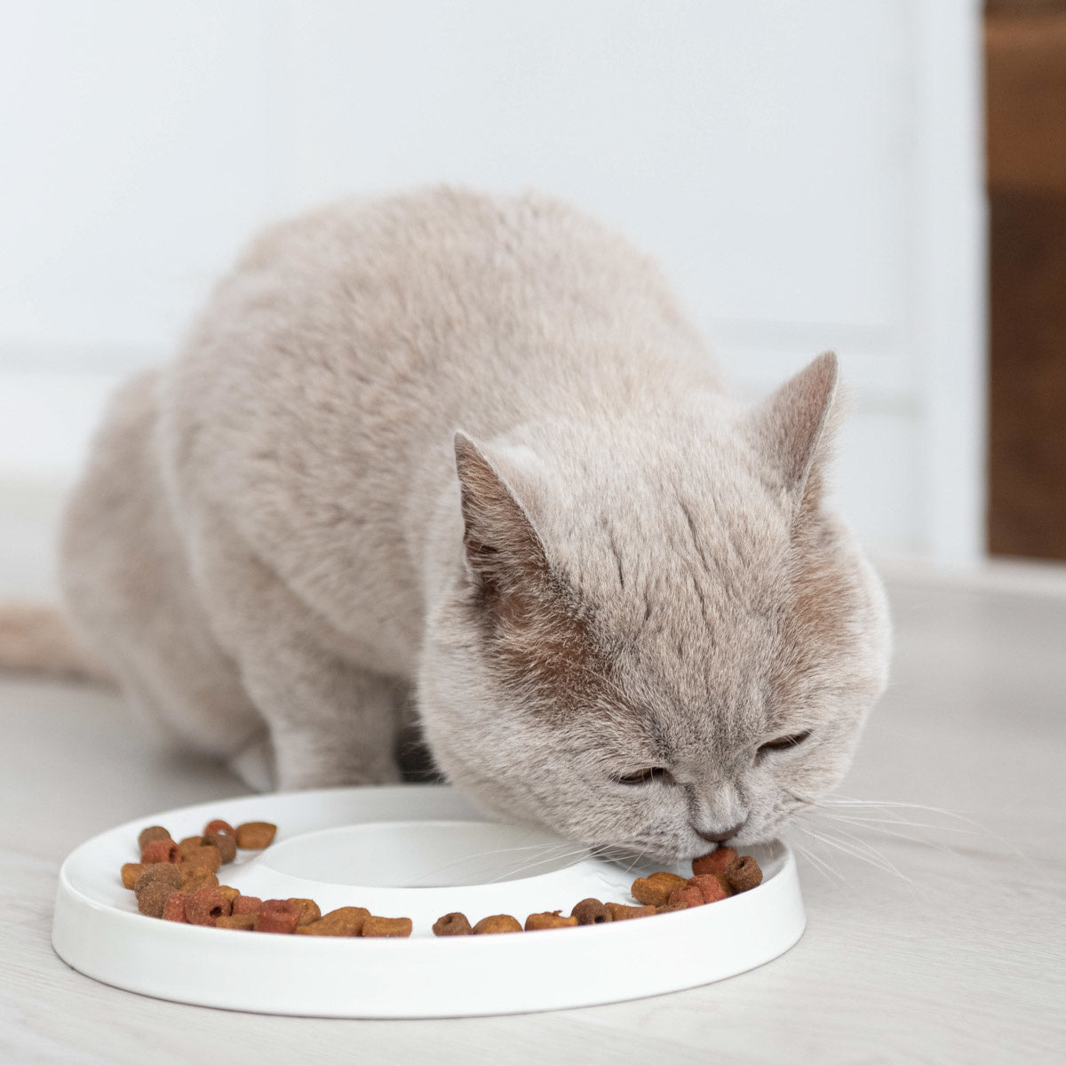 Katten spiser saktere 