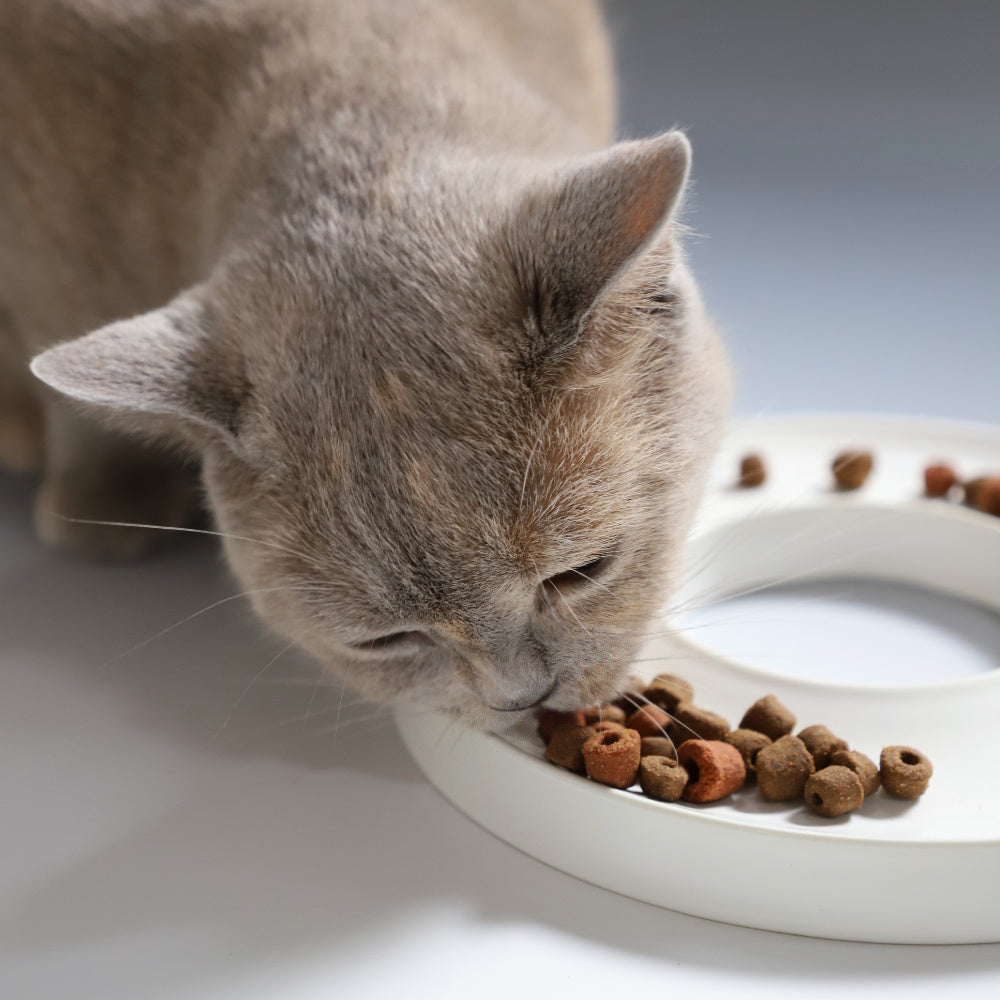 Smart ring til hund og katt