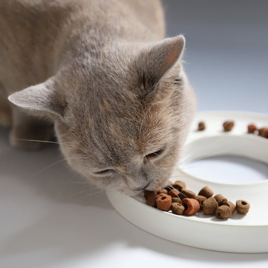 Smart ring til hund og katt